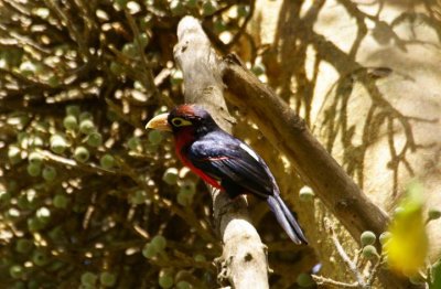 464. Double-toothed Barbet Wenney (19 Apr 09).jpg