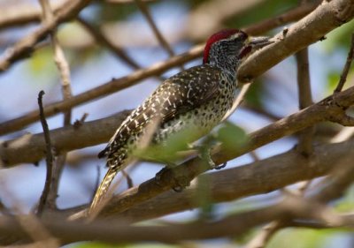 476. Nubian Woodpecker 1 Wenney (18 Apr 09).jpg