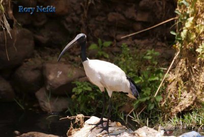 49.-Sacred-ibis-4.jpg