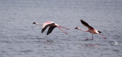 57. Lesser Flamingo 1 (Langano).jpg