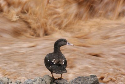 67. African Black Duck Gib (9 Aug 08).jpg