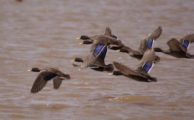 73. Yellow-billed Ducks flying (Gaversa 29 Mar 08).jpg