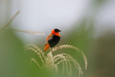 842. Red Bishop Langano (13 Sep 08).JPG