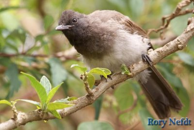 Common-Bulbul-Low-res.JPG