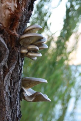 fungi on Lake Garda