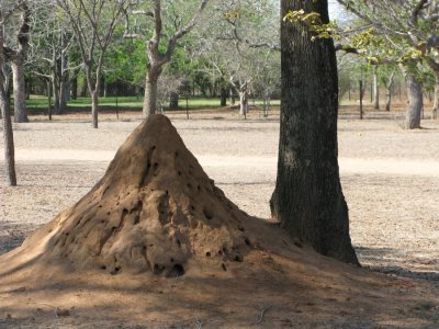 serious termites