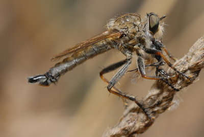 DSC_0032.JPG