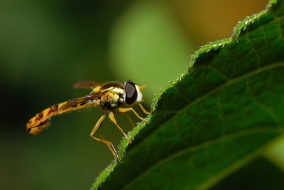 DSC_0083.JPG