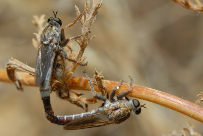 DSC_0098.JPG