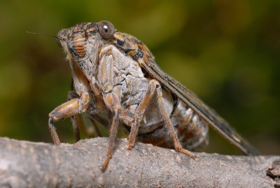 DSC_0100.JPG