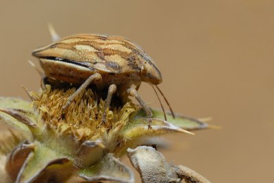 DSC_0106.JPG