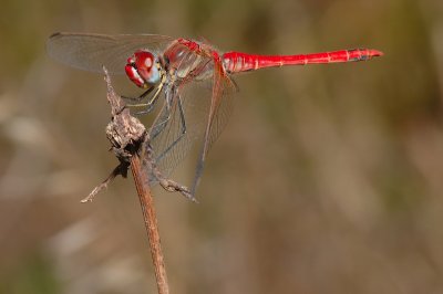 DSC_0053.JPG