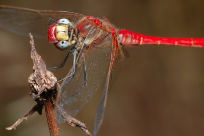 DSC_0056.JPG
