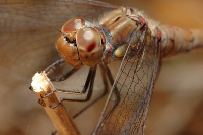 DSC_0078.JPG