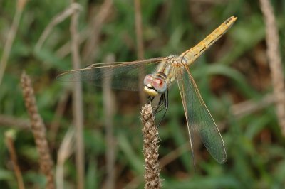 DSC_0084.JPG