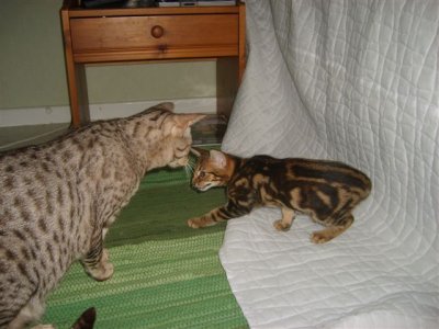 Morris and Spencer ,thier first meeting