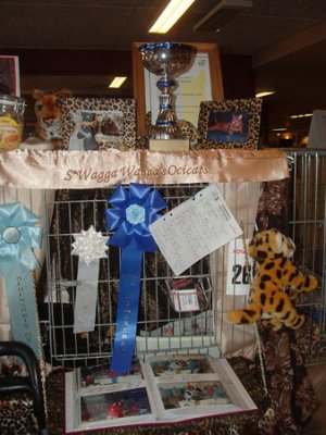 Prize and Rosettes on the show cage