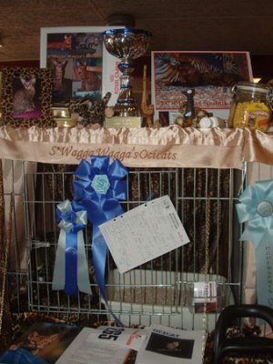 Prize and Rosettes on the show cage