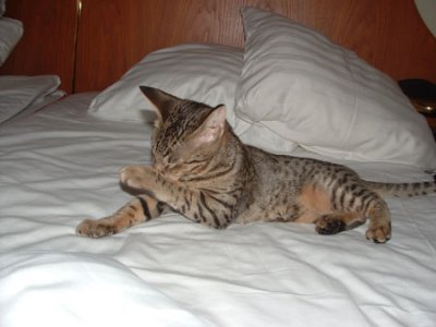 In the hotell bed