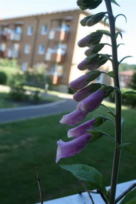 JuneFingerborgs blomma