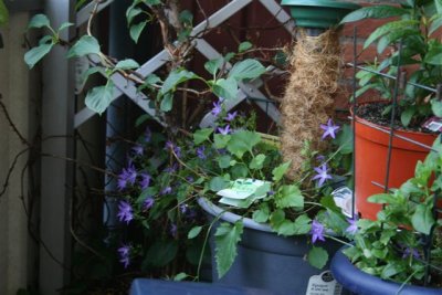 Lobelia
