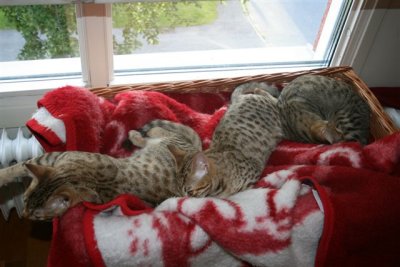 Three of the kittens