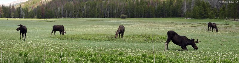 Moose Pano