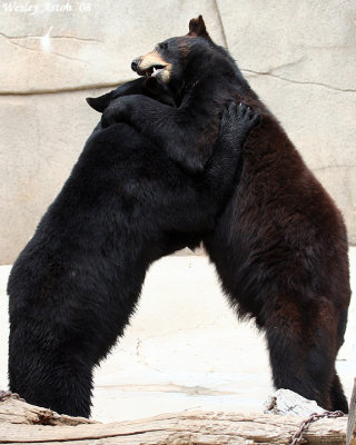 Bear HUG