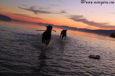 Playing on the water