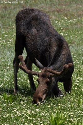 Moose kneeling for lunch