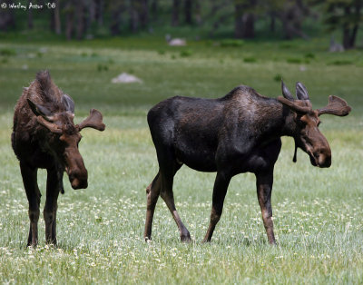 Moose Bulls