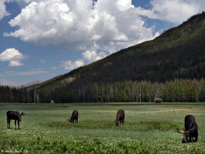 Field of Moose