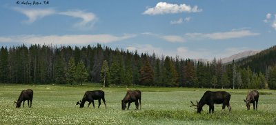 Moose Pano