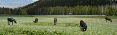 Moose Pano