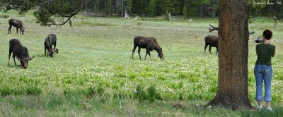 Moose Pano