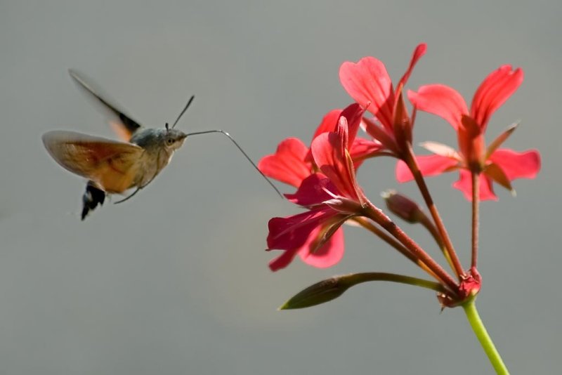 Hummingbird Hawk Moth, Les Diablerets