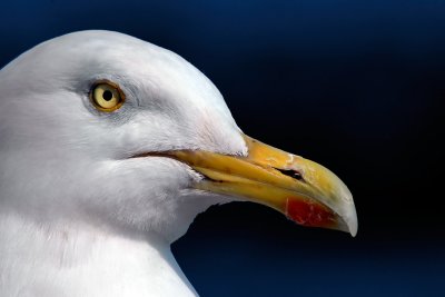 George Sea-gull! Sidmouth