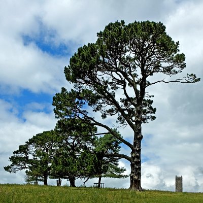 Trees and tower, Cotehele, Cornwall