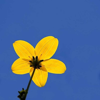 Yellow flower, Les Diablerets
