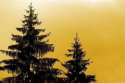 Pine tree glow, Les Diablerets