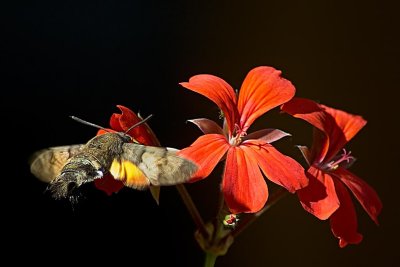 Hummingbird hawk moth ~ take 2!