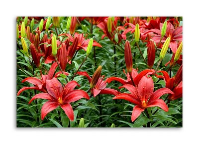 Red lilies, Eden Project, Cornwall