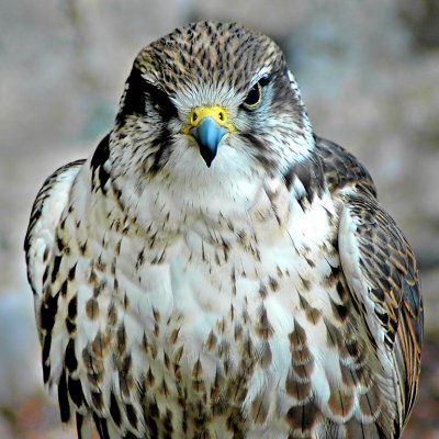 Peregrine falcon, Bossington