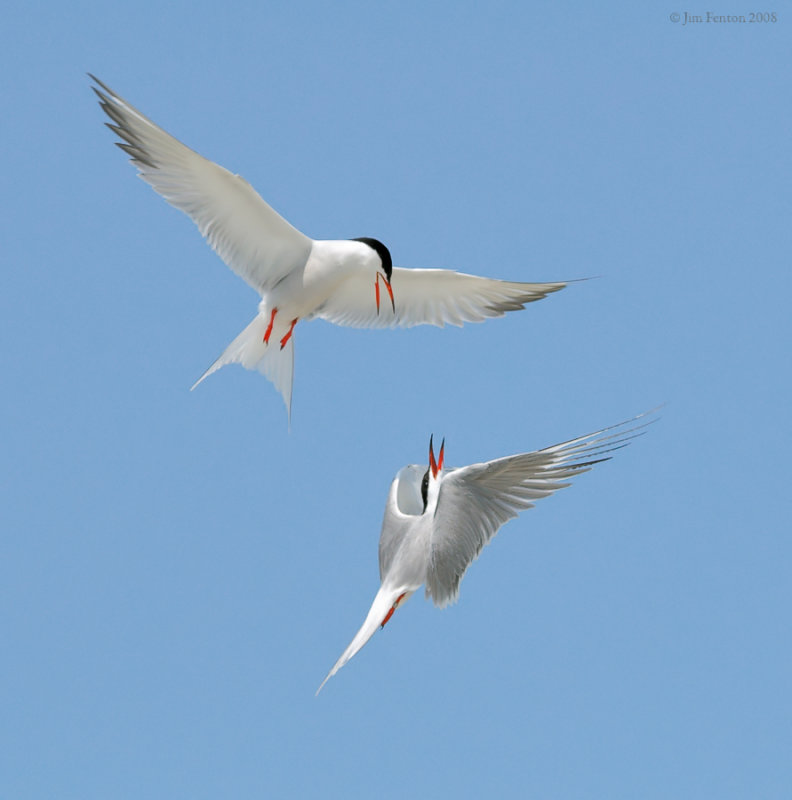 _NW87782 Common and Roseate Tern.jpg