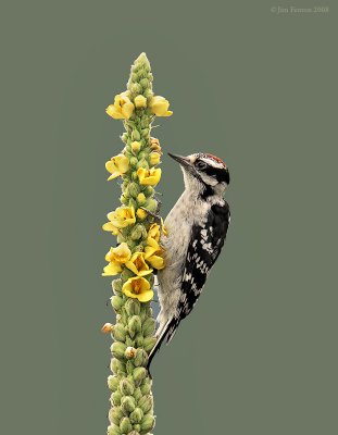 Downy Wodpecker on Common Mullen