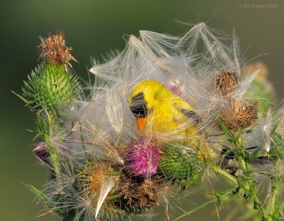 _NW85108 Goldfinch Surrounded by Thistle Seed.jpg