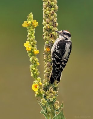 Downy Woodpecker on Common Mullen