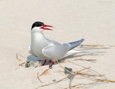 _NW87951 Arctic Tern on nest.jpg