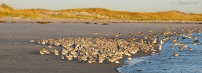 _NW81925 Mixed Shorebird Flock Roosting.jpg