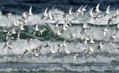 _NW83437 Shorebirds in Floght Against Surf.jpg
